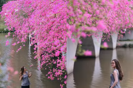 Rực rỡ sắc hồng điểm check-in hoa giấy “hot nhất” tại Hưng Yên