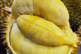 Sầu riêng loạn giá, chỗ vài chục, nơi cả trăm nghìn/kg