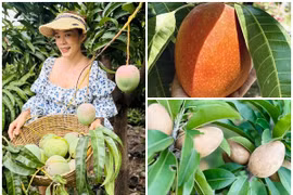 Vườn cây trái trĩu trịt giữa lòng Sài Gòn của ca sĩ Mỹ Lệ 