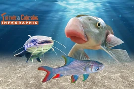 [INFOGRAPHIC] 3 loại "cá tiến vua" giá tiền triệu ở Việt Nam