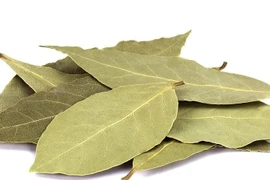 Loại lá rụng đầy vườn ở Việt Nam, ra nước ngoài 2 triệu đồng/kg