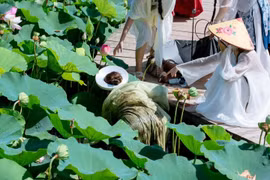 Kiếp nạn khi chụp sen Hang Múa của các nàng thơ