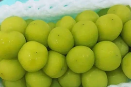 Nho sữa Trung Quốc giảm giá mạnh chỉ còn 15.000 đồng/kg