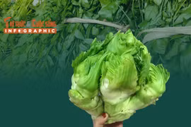 [INFOGRAPHIC] 3 loại rau mọc hoang đắt hơn thịt
