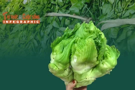 [INFOGRAPHIC] 3 loại rau mọc hoang đắt hơn thịt