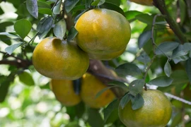 Những loại cây vừa cho quả ăn, vừa hút tài lộc 