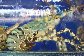 Tôm hùm bông gần 3 triệu đồng/kg vẫn 'cháy hàng"