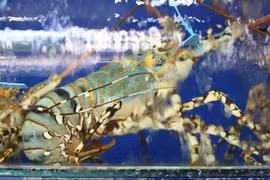 Tôm hùm bông gần 3 triệu đồng/kg vẫn 'cháy hàng"