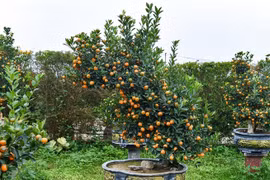 Những loại quất cảnh độc đáo 'gây sốt' thị trường Tết Bính Ngọ 2026