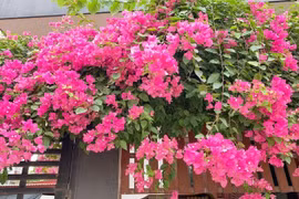 4 vị trí trồng hoa giấy trong nhà giúp lộc vào "như nước lũ"