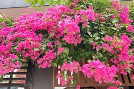 4 vị trí trồng hoa giấy trong nhà giúp lộc vào "như nước lũ"