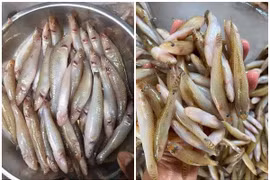 Mỗi năm chỉ có 1 lần, cá "nhà nghèo" thành đặc sản 200.000 đồng/kg