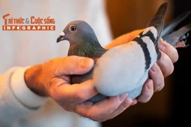 [INFOGRAPHIC] Chim bồ câu đua đắt nhất thế giới