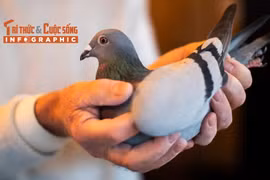 [INFOGRAPHIC] Chim bồ câu đua đắt nhất thế giới