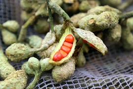 Loại hạt xưa rụng "thối gốc" nay giá vài triệu đồng/kg vẫn đắt khách