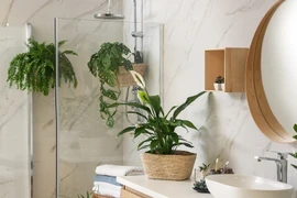 4 vị trí trong nhà không nên đặt cây cảnh 