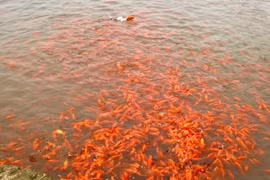 Thủ phủ cá chép đỏ nhộn nhịp trước ngày ông Công ông Táo