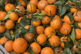 Quýt sim ‘xả’ đầy chợ, chỉ hơn 10.000 đồng/kg dịp cận Tết