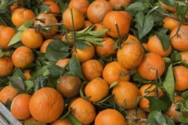 Quýt sim ‘xả’ đầy chợ, chỉ hơn 10.000 đồng/kg dịp cận Tết