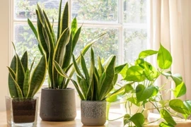 6 loại cây trồng trong nhà không cần ánh sáng, tốt cho sức khỏe