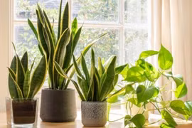 6 loại cây trồng trong nhà không cần ánh sáng, tốt cho sức khỏe
