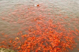 Thủ phủ cá chép đỏ nhộn nhịp trước ngày ông Công ông Táo