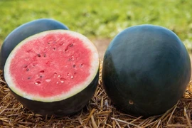 Tận thấy loại dưa hấu giá đắt đỏ 160 triệu đồng/quả 