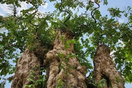 Chiêm ngưỡng vườn bonsai cổ thụ tiền tỷ của 9X Đắk Lắk