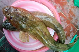 Loài cá xấu xí xưa cho lợn ăn nay 300.000 đồng/kg