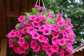 6 loại cây chịu nắng tốt, dễ trồng tại ban công chung cư