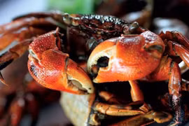 Đặc sản nghe tên lạ hoắc, dân bắt về kiếm nửa triệu/ngày 