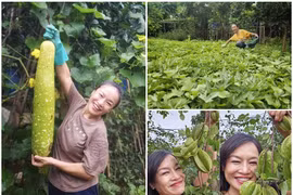 Khu vườn giản dị ngập rau trái của diễn viên Tú Oanh