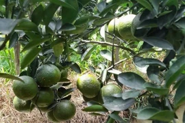 Nhiều loại trái cây rớt giá mạnh