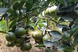 Nhiều loại trái cây rớt giá mạnh