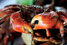 Đặc sản nghe tên lạ hoắc, dân bắt về kiếm nửa triệu/ngày 