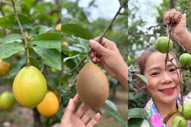Vườn cây trĩu quả 'đếm mỏi tay' của nữ đại gia Vbiz thích làm nông 