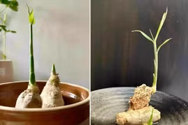 Ngắm gừng bonsai đẹp mê mẩn gây sốt thị trường 