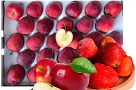 Táo cherry đắt gấp 2–3 lần táo thường vẫn "cháy hàng" 