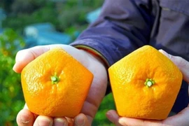 Cam ngũ giác độc lạ gần 1 triệu đồng/kg vẫn khan hàng 