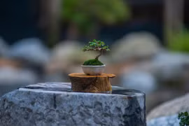 Ngắm bonsai tí hon đẹp mê mẩn đang gây sốt
