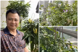 Tận thấy ban công xanh mướt trong nhà NSND Tự Long 