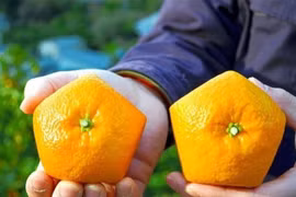 Cam ngũ giác độc lạ gần 1 triệu đồng/kg vẫn khan hàng 