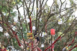 Cận cảnh cây mai vàng trăm tuổi giá gần 4 tỷ đồng