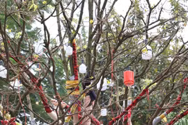 Cận cảnh cây mai vàng trăm tuổi giá gần 4 tỷ đồng