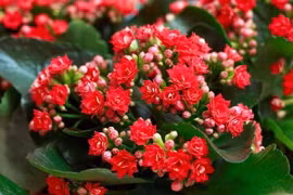 4 loại hoa 'chiêu tài' trồng dịp Tết để cả năm sung túc