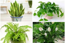 6 loại cây “lọc” bụi mịn độc hại trong nhà 