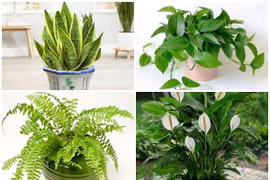 6 loại cây “lọc” bụi mịn độc hại trong nhà 