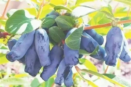 Loại quả như “ngón tay quỷ" hơn nửa triệu/kg đặc biệt cỡ nào?