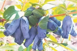 Loại quả như “ngón tay quỷ" hơn nửa triệu/kg đặc biệt cỡ nào?