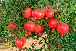 3 loại cây như "két sắt giữ lộc" trong nhà 